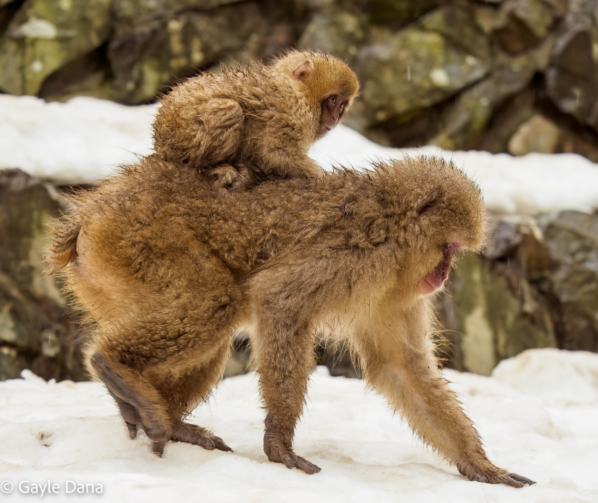 Baby on moms back